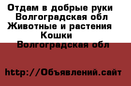 Отдам в добрые руки - Волгоградская обл. Животные и растения » Кошки   . Волгоградская обл.